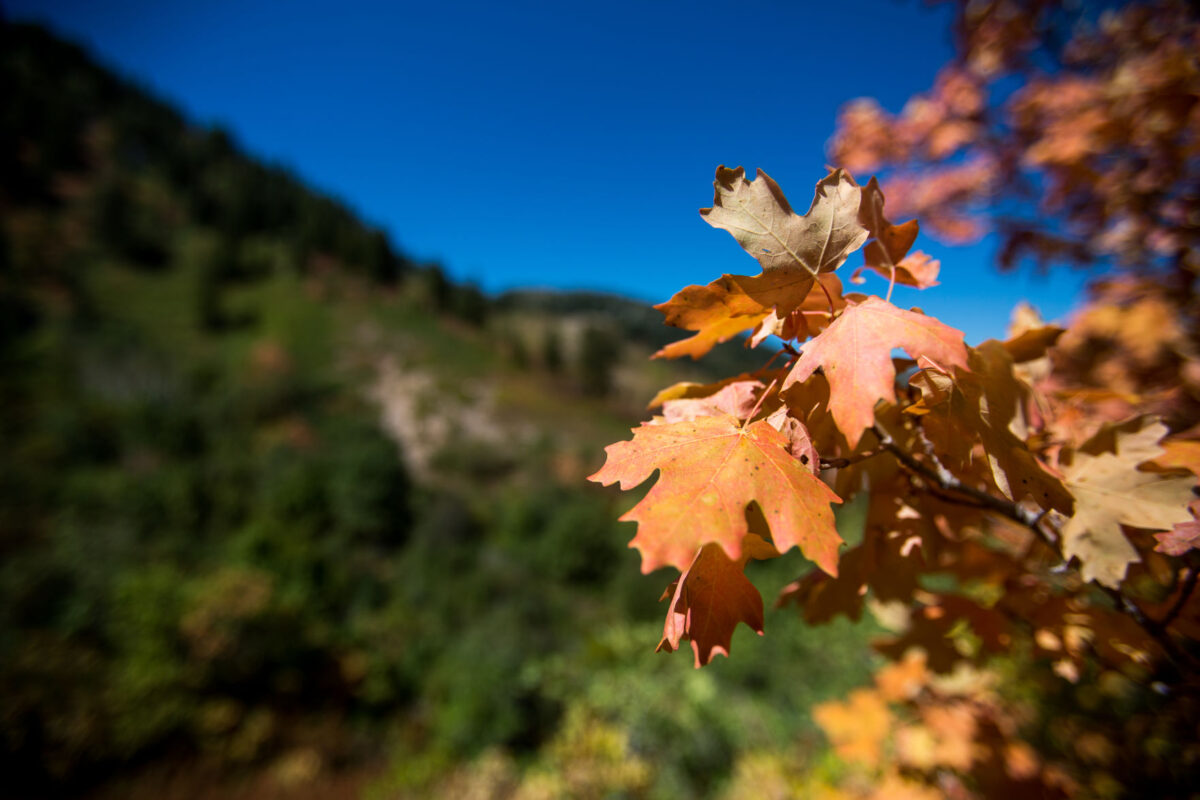 When will fall colors peak in Northern Utah? News, Sports, Jobs